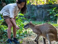 Promo Tiket Bali Zoo Wisatawan Domestik